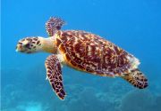 Sea turtle animal in sea